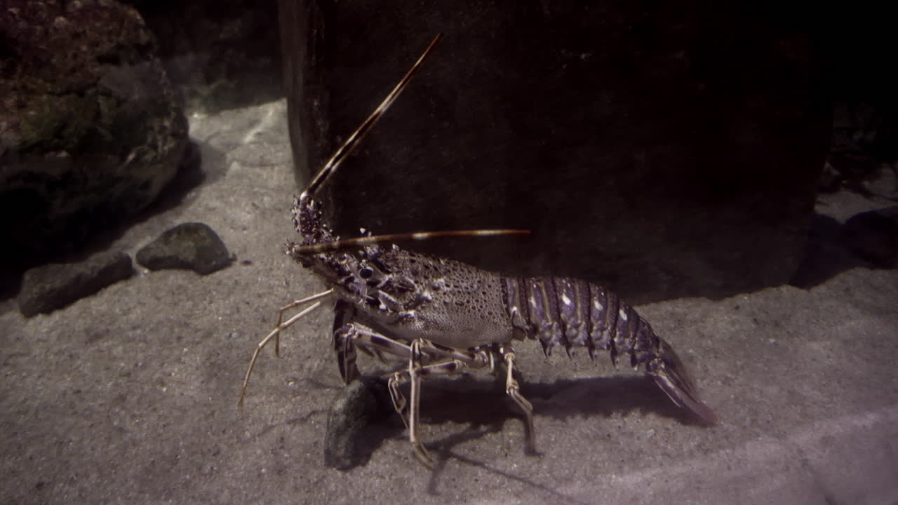 몰타의 몰타 섬에 있는 수족관에 있는 랍스터의 4k 영상