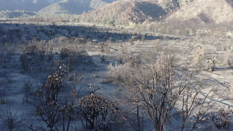 large area devastated by huge fire in wild horse canyon - utah, usa