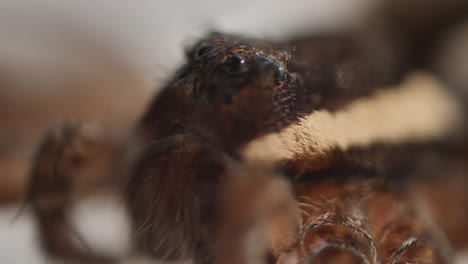 araignée brune sur blanc