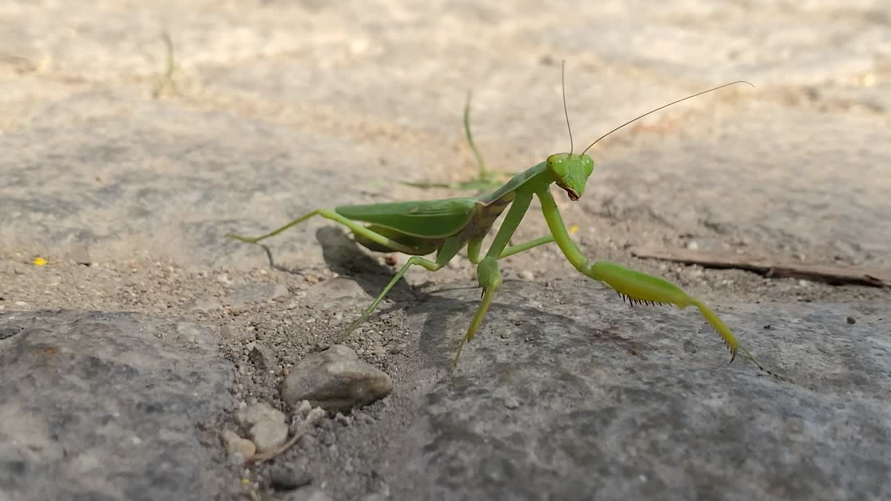 Primo piano della mantide religiosa che si muove su un marciapiede.