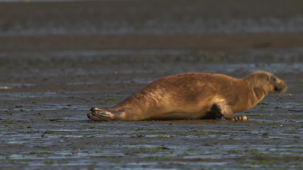 foca de puerto arrastrándose sobre suelo fangoso bajo la luz del sol del atardecer en el parque natural de recuperación de texel
