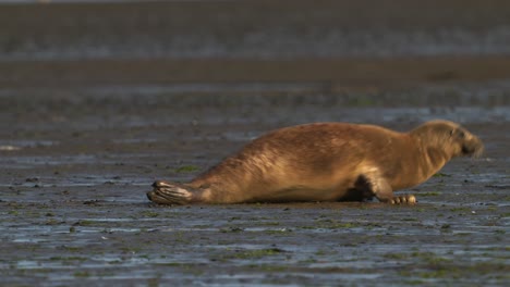 Harbor-seal-crawling-on-muddy-ground-under-sunset-sunlight-in-Texel-Natural-Resurve-Park