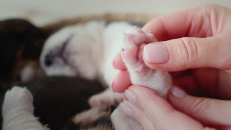 pet owner holds a sleeping beagle puppy by its small hind legs.