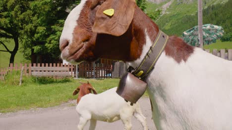 Captivating-Boer-Goats-grazing-amidst-the-scenic-Stäubifall-waterfall-and-Berglistüber-in-Switzerland