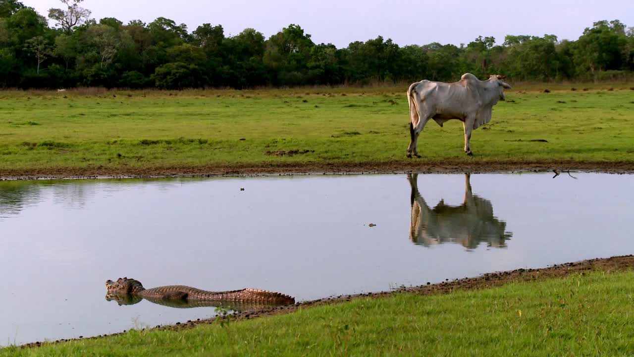 vaca pastando cerca del agua con cocodrilo presente en el pasto