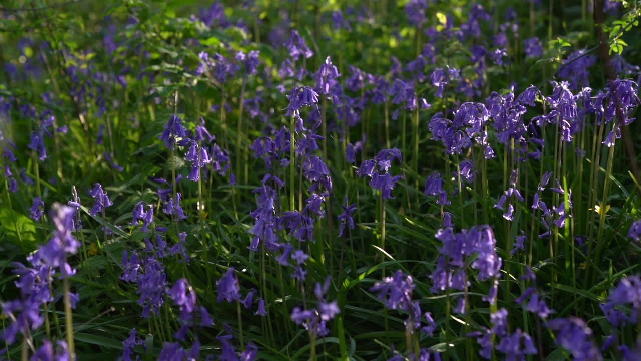A slow pan of a patch of bluebells on a woodland floor in the UK