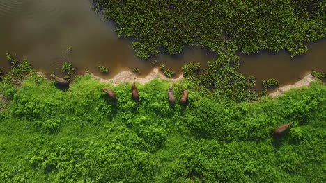 toma cenital de un grupo de capibaras en la orilla de un río.
