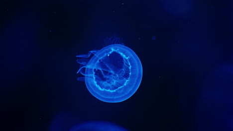 cerca de medusas flotando lentamente y pulsando sus tentáculos en movimiento