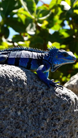 a vibrant blue iguana perched on a rock