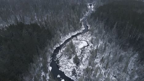 Establishing-drone-shot-of-a-beautiful-winter-scene-of-a-pine-forest-during-a-snowstorm-in-rural-Canada