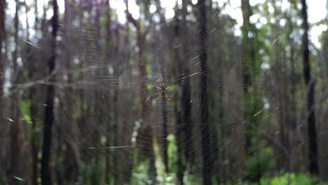 Orbe-tejedor-De-Seda-Dorada---Araña-Bananera-Colgando-De-Su-Telaraña---Araña-En-El-Bosque--queensland,-Australia