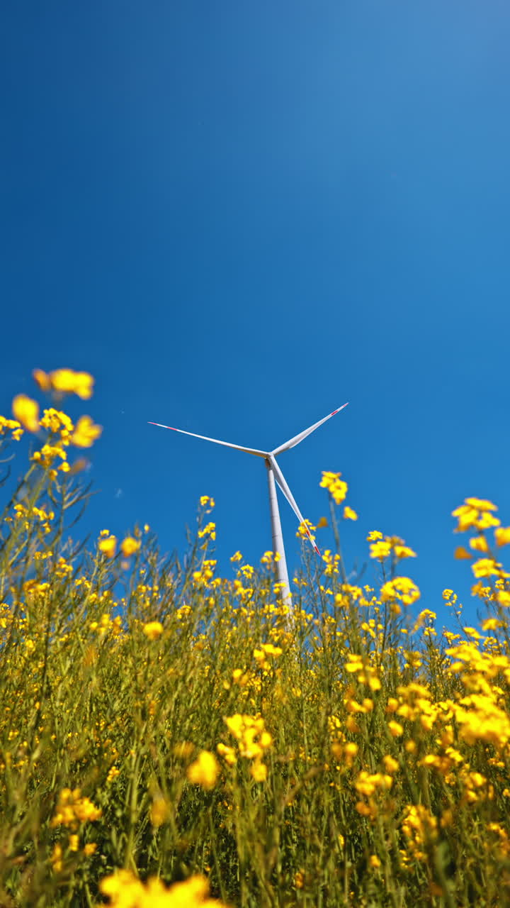 Wild yellow flowers growing in the field. Wind turbine rotating in the wind at backdrop. Low angle view. Vertical video.