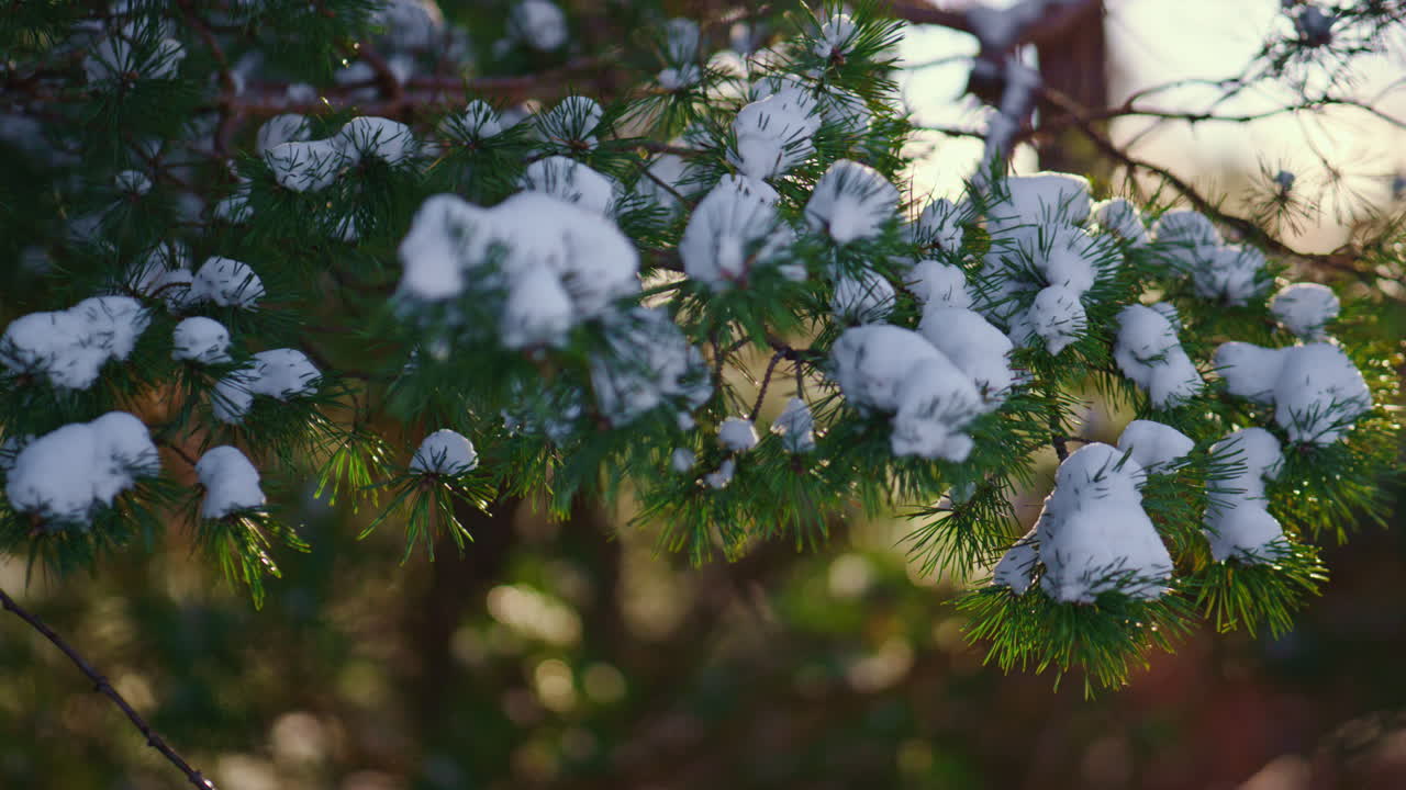 Primo piano di un ramo di abete verde innevato che ondeggia al vento. Scenario invernale soleggiato