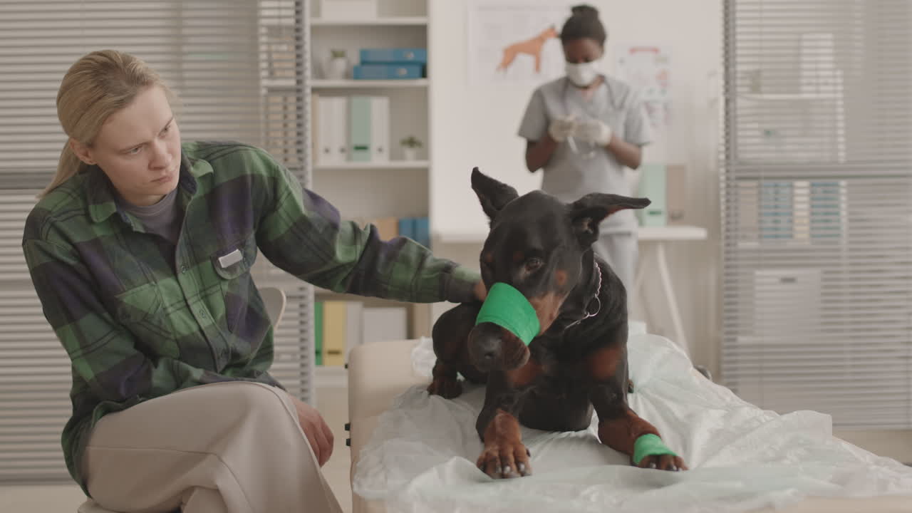 Woman Soothing Injured Dog in Clinic