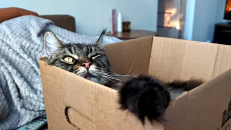 mainecoon cat lying inside card board in a house at jelgava, latvia. indoor shot.