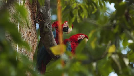 pair of brilliantly coloured scarlet macaws sitting calmly up in the rain forest canopy