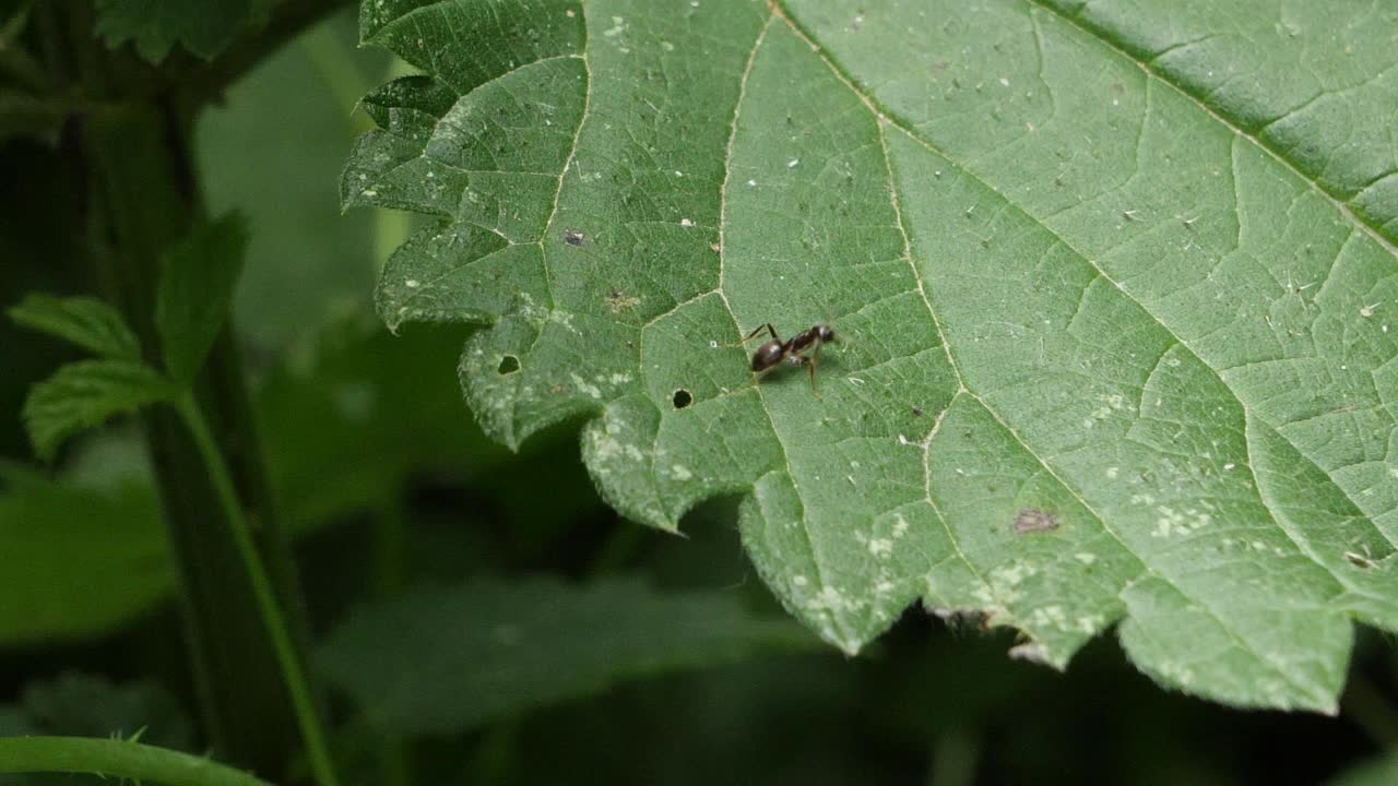 자연 속에서 녹색 잎에 날아다니는 전갈파리와 개미의 총을 실시간으로 클로즈업하세요