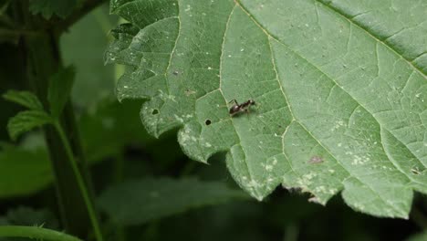 Close-up-shot-of-flying-scorpionfly-and-ant-on-green-leaf-in-nature,real-time