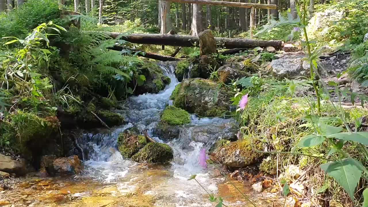 Martuljek river in Slovenia, Julian alps. Martuljek Forest in the Triglav National Park in Slovenia. The canyon to Martuljek waterfall, Martuljski slap.