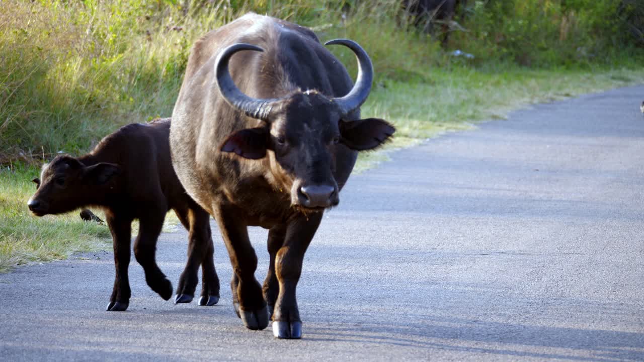 enorme búfalo salvaje con grandes cuernos cruzando la calle mirando alrededor, uniéndose a su rebaño
