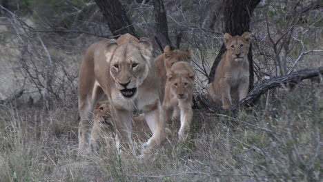 Leona-Caminando-Con-Sus-Cachorros,-Niños-Leones