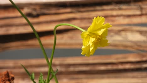 yellow flower - beautiful - wind