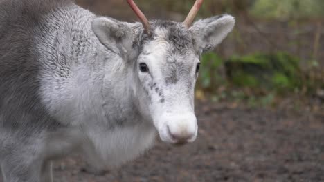 Primer-Plano-De-Un-Pequeño-Reno-Hembra-Joven-Blanco,-Con-Una-Mirada-Entristecida-Descansando-En-Medio-De-Un-Bosque