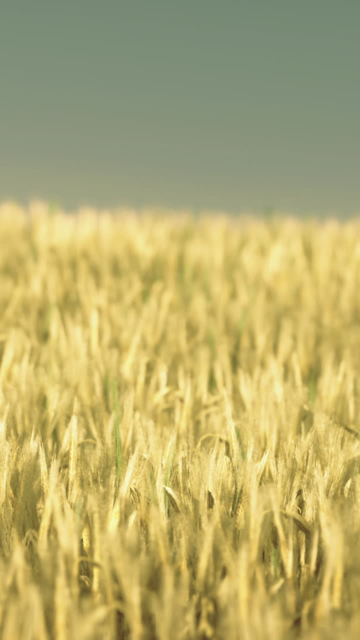 Golden wheat fields stretch under a clear blue sky during sunset