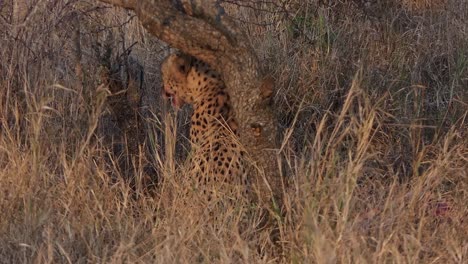 dos guepardos comen su presa recién capturada, escondida entre los árboles y la hierba