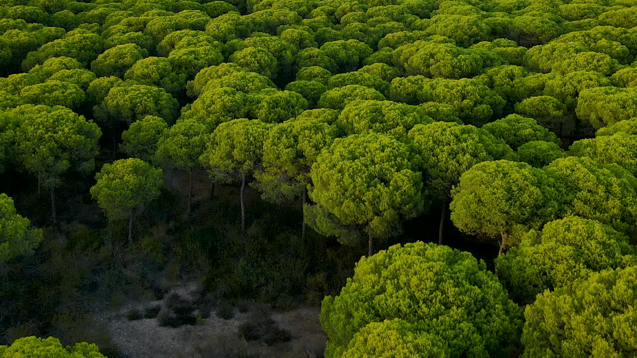 엘 롬피도의 빽빽한 파라솔 소나무 숲 위로 공중 돌리