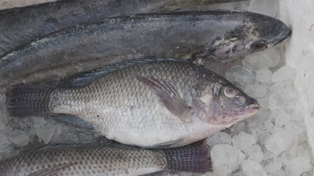 pescado fresco mantenido en una caja de nieve en una tienda minorista para su venta durante el día desde diferentes ángulos