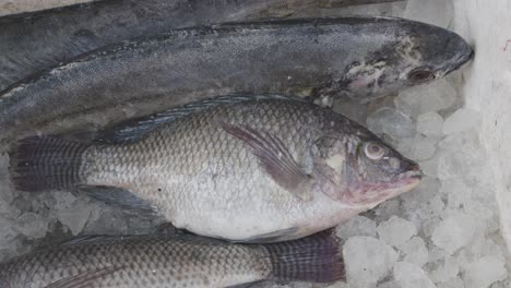 fresh fish kept at snow box at retail shop for sale at day from different angle