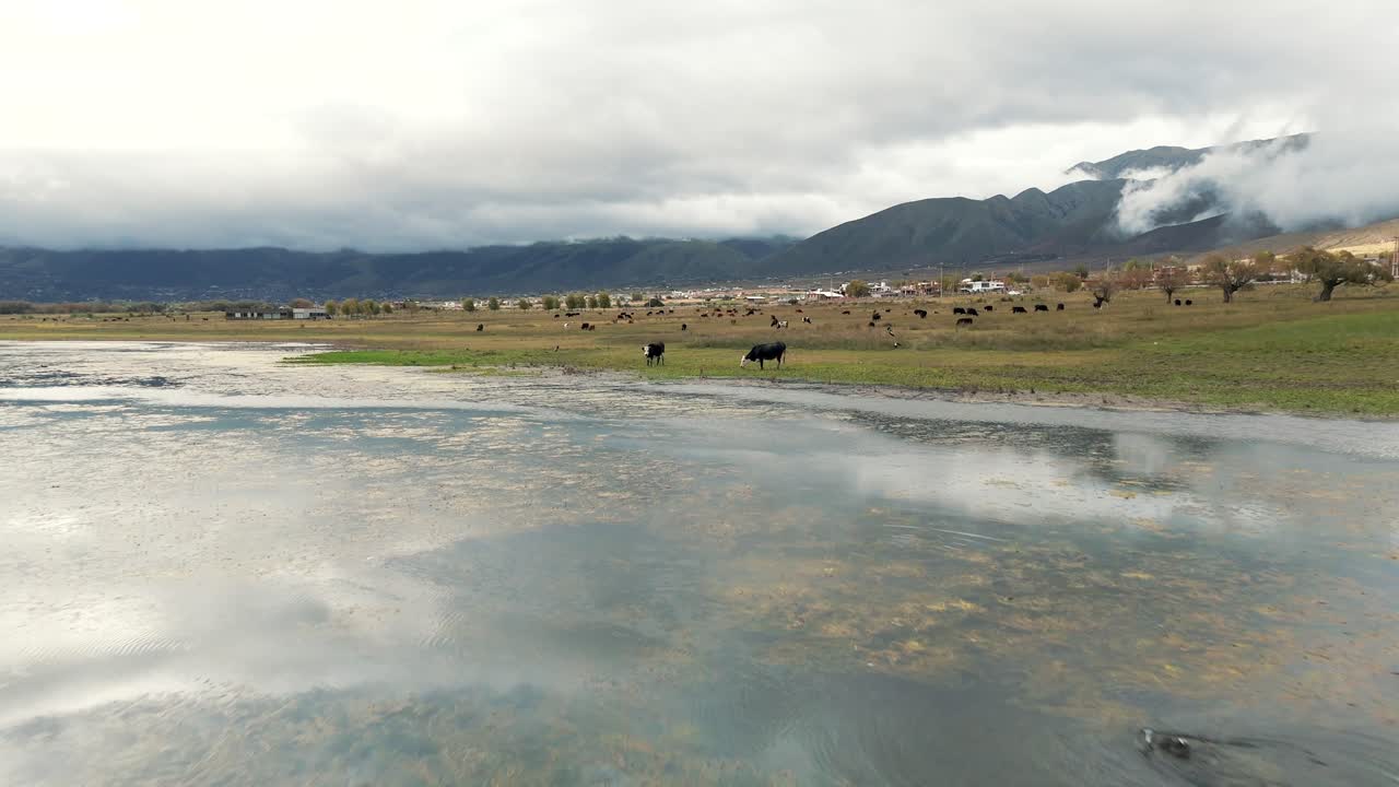 vuelo de avión no tripulado desde el lago a las vacas, pastoreo en la orilla, montañas nubladas a su alrededor, vuelo bajo, provincia de tucumán, argentina, con espacio para copiar