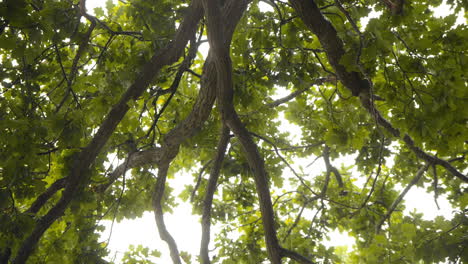 Heavy-rain-dripping-trough-green-tree-top-on-an-overcast-day