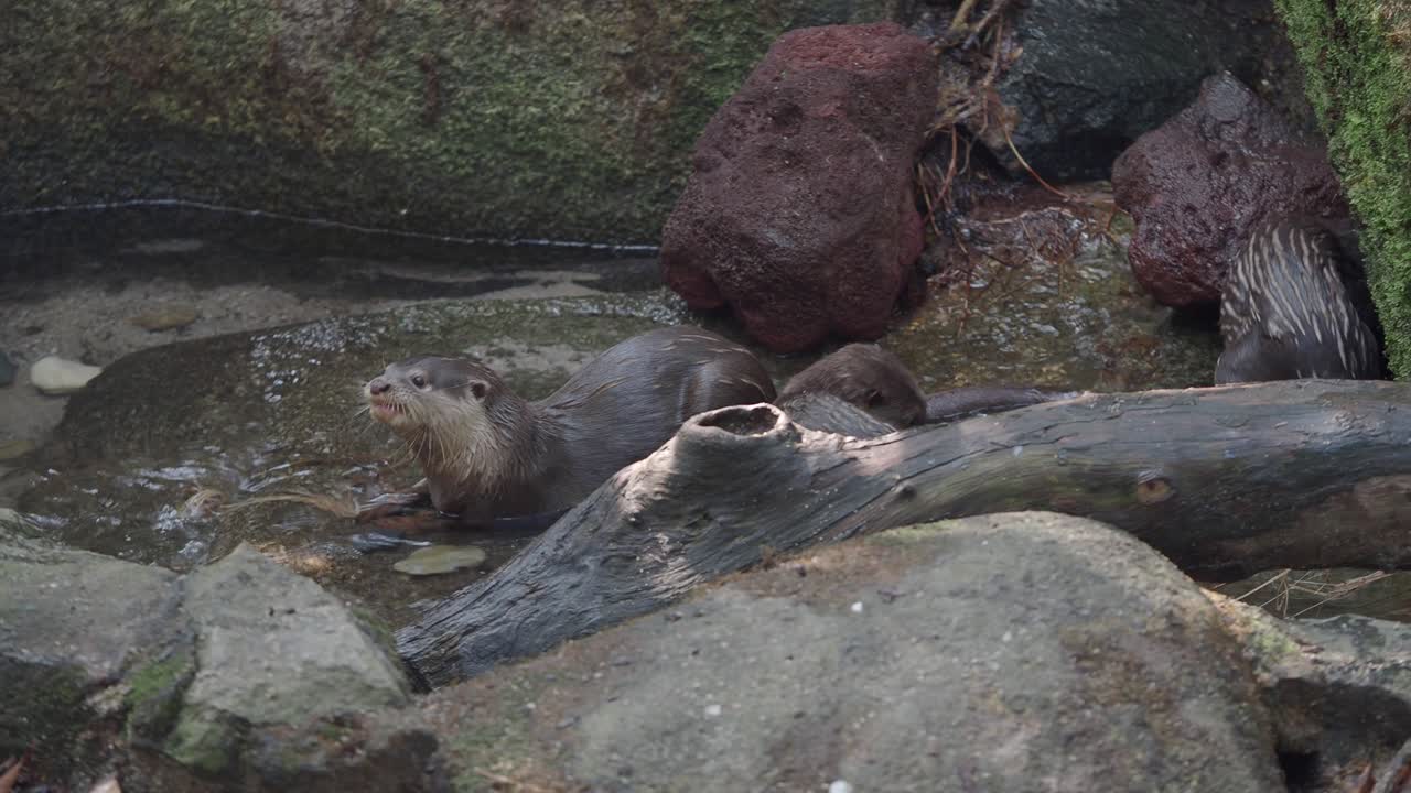 Otters in their natural habitat