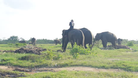 mahout rides sumatran elephant into the distance at elephant sanctuary, slow motion wide