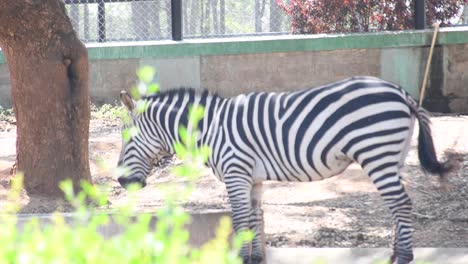 Una-Cebra-Solitaria-Pastando-Y-Agitando-Su-Cola-En-Un-Parque-Zoológico-En-El-Parque-Bannerghatta