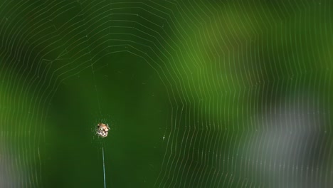 a spider constructs its web among greenery.