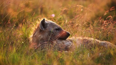 Slow-Motion-of-Maasai-Mara-Hyena-in-Savanna-Plains-Golden-Sunlight,-Africa-Wildlife-Safari-Animal-Lying-Down-in-Long-Savannah-Grasses-in-Beautiful-African-Morning,-Kenya-in-Masai-Mara-Sunset