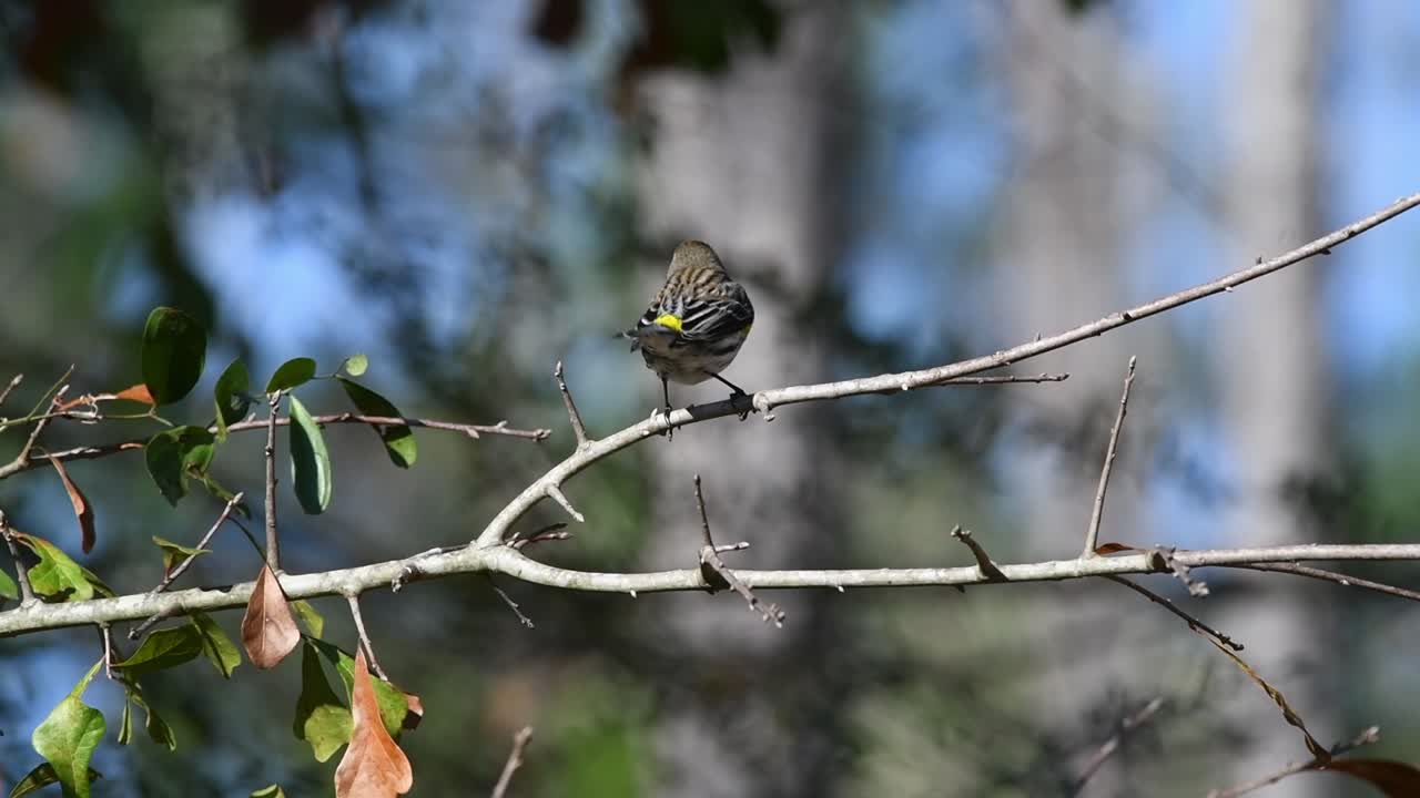 warbler amarillo rumped posado en una rama mirando a su alrededor en una rama de árbol