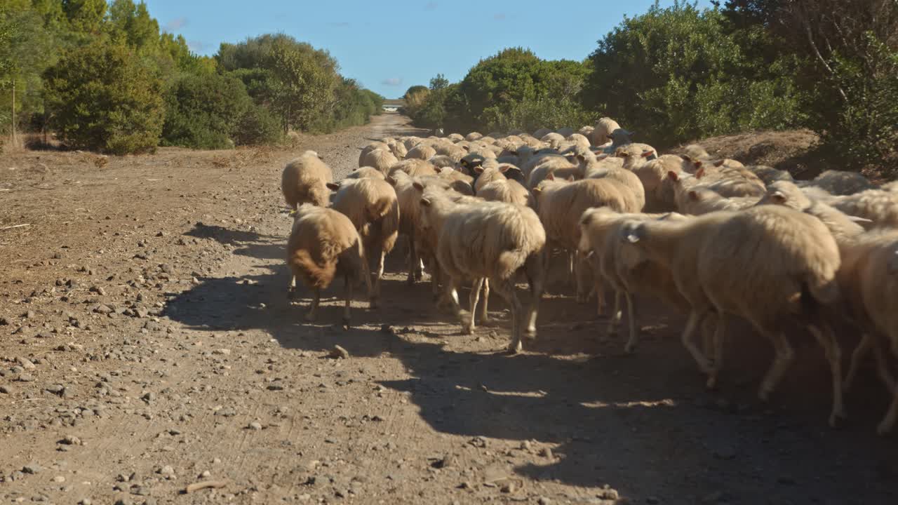 rebaño masivo de ovejas caminando y corriendo en camino de grava, toma de movimiento