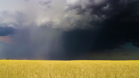 a wheat field blown in the stormy winds with lightning striking