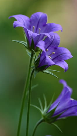 close-up of purple bell flowers