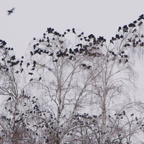 crows sitting on a bare tree on a winter's day