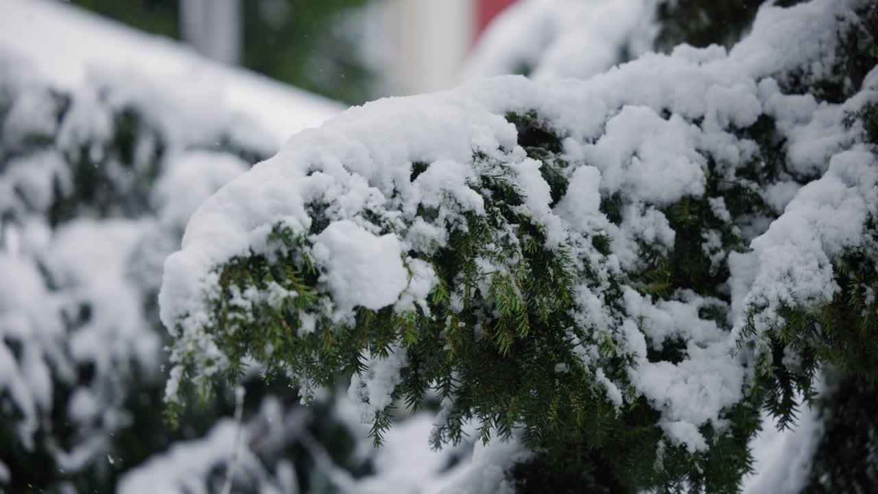 nieve cayendo en un pino en el país de las maravillas de invierno suiza