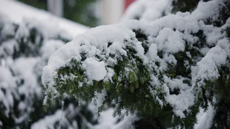 Schnee-Fällt-Auf-Eine-Kiefer-Im-Winterwunderland-Der-Schweiz