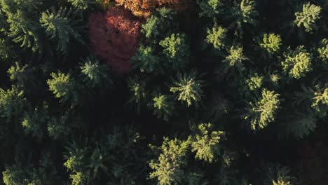 slow flight over autumn colored trees in 4k as top down aerial view