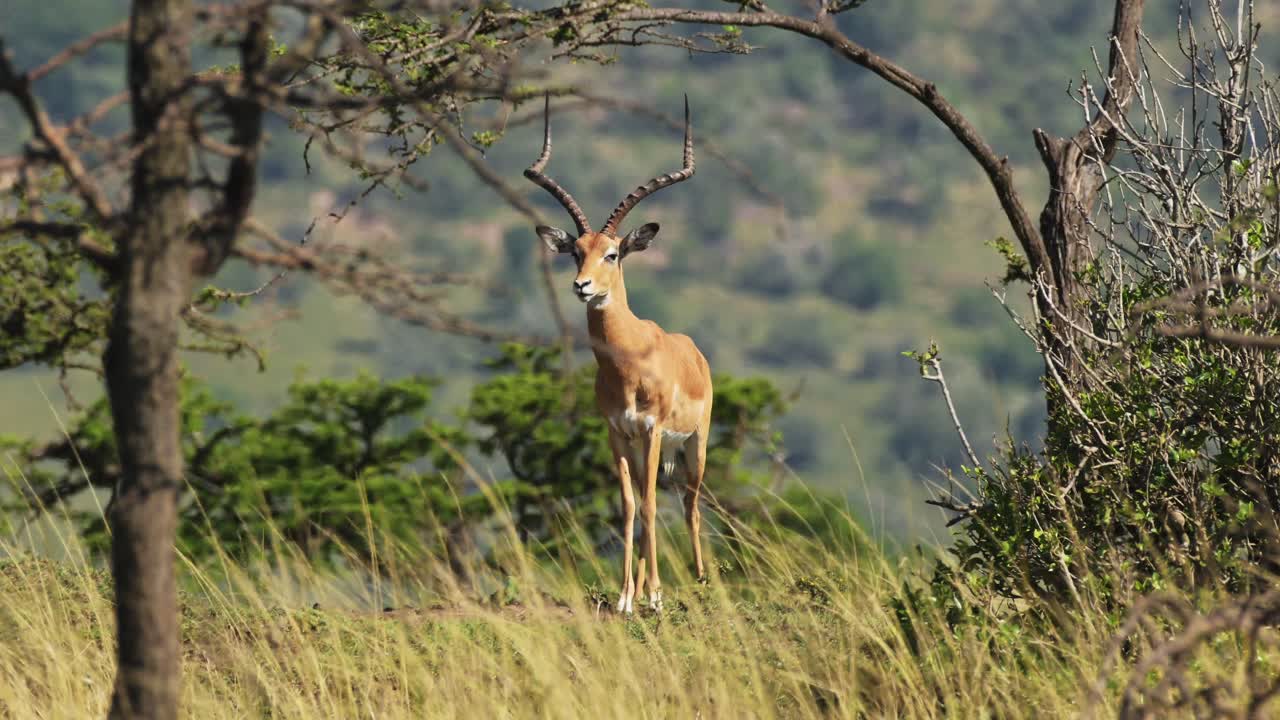 gacela, antílope observando y parado en el desierto de masai mara rodeado de árboles de acacia, vida silvestre africana, reserva nacional de maasai mara, conservación del norte