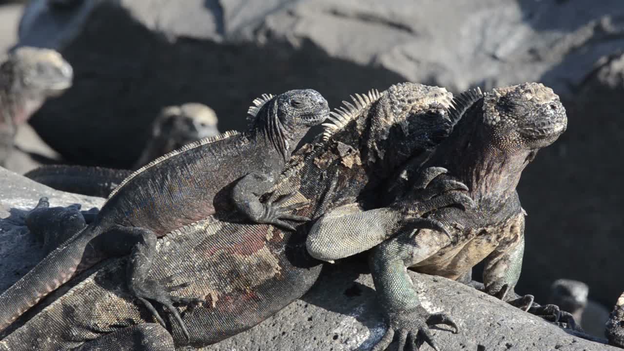 Iguane marine che sbuffano a Punta Suarez, sull'isola Española, nel Parco Nazionale delle Isole Galapagos.