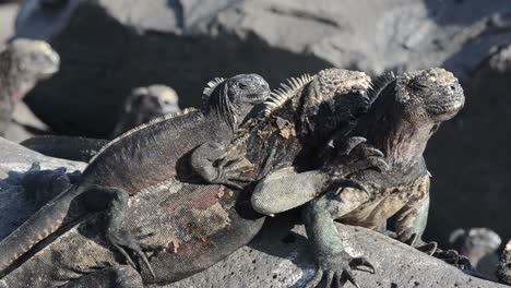 iguanas marinas resoplando en punta suárez en espanola en el parque nacional de las islas galápagos